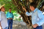 Prefeito visita produtor de jabuticaba em Ariquemes