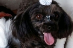ARIQUEMES Criança procura por cachorra desaparecida
