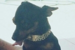 ARIQUEMES: Mulher procura por cachorrinha desaparecida