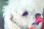 ARIQUEMES: Criança procura por cachorro desaparecido