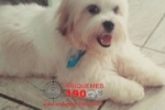 ARIQUEMES: Família procura por cachorro desaparecido