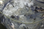 Qualidade da água, sanidade e nutrição do peixe foram temas de dia especial de piscicultura em Ariquemes