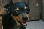 ARIQUEMES: Criança procura por cachorra desaparecida   