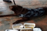 PORTO VELHO: POLICIAIS REALIZAM PRIMEIRA OPERAÇÃO COM CÃO FAREJADOR E APREENDEM 7 KG DE DROGA