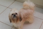 ARIQUEMES: Família oferece recompensa para localizar cachorro desaparecido