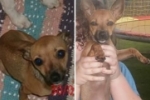 ARIQUEMES: Família procura por Pinscher  desaparecida