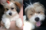 ARIQUEMES: Criança faz apelo para encontrar cachorrinha desaparecida