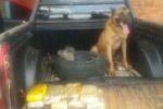 NOVA MAMORÉ: Com ajuda de cão farejador, Polícia prende dupla com oito quilos de cocaína
