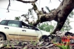 ARIQUEMES: Ap&oacute;s dias chuvosos &aacute;rvore cai e atinge carro &ndash; Rapaz ficou ferido