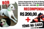 ARIQUEMES: Procura&ndash;se cachorro desaparecido