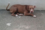 ARIQUEMES: Procura&ndash;se cachorro desaparecido da ra&ccedil;a Pit Bull