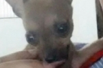 ARIQUEMES: Pinscher miniatura desaparece no Setor 05 e fam&iacute;lia est&aacute; a procura