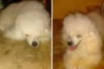 ARIQUEMES: Fam&iacute;lia procura Poodle desaparecido