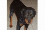 ARIQUEMES: Fam&iacute;lia procura Rottweiler desaparecido no Setor BNH