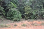 Corpo de servidor público é encontrado carbonizado na área rural de Vilhena