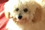 ARIQUEMES: Cachorrinha de criança desaparece no Setor 04