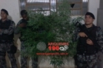 ARIQUEMES: Garota é conduzida pelo GOE após postar foto no facebook ao lado de um pé de maconha