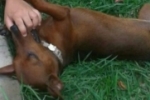 ARIQUEMES: Cachorrinha basset desaparece no Setor Colonial e crian&ccedil;a sofre com a falta