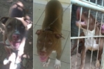 ARIQUEMES: Casal de cachorros Pit Bull desaparece no Jardim Vit&oacute;ria