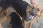 ARIQUEMES: Cachorra Pastor Alemão desaparece no Setor 03