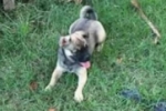 ARIQUEMES: Família oferece recompensa para encontrar cachorrinha sumida no Setor 03