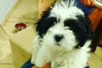 ARIQUEMES: Filhote de cachorro desaparece próximo a Av. JK – Proprietária oferece recompensa
