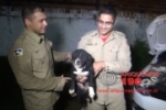 ARIQUEMES: Bombeiros resgatam cachorrinho preso em escapamento de carro
