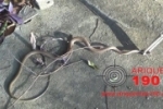 ARIQUEMES: Cobra localizada em frente à residência é capturada pelo Corpo de Bombeiros