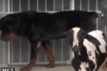 CARNEIRO E ROTTWEILER: Amigos inseparáveis – Conheça essa história [VÍDEOS]