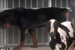 CARNEIRO E ROTTWEILER: Amigos inseparáveis – Conheça essa história [VÍDEOS]