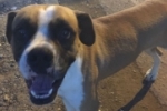 ARIQUEMES: Cachorro Box é encontrado na Rua – Proprietários são procurados