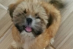 ARIQUEMES: Família procura por filhote de Shih–tzu desaparecida no Jardim Paraná