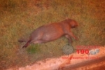 ARIQUEMES: Capivara é atropelada ao atravessar Av. Tancredo Neves próximo ao lago