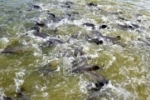 Mercado do peixe terá destaque em feira internacional em Ariquemes