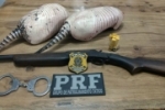 ARIQUEMES: Sujeito embriagado, com arma, munições e animais de caça é detido pela PRF 