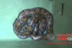 ARIQUEMES: Corpo de Bombeiros capturam cobra arco–íris no Jorge Teixeira