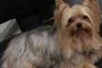 ARIQUEMES: Cachorrinho Yorkshire desaparece no Parque das Gemas