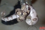 ARIQUEMES: Bombeiro captura cobra em quintal de residência no Jardim Zona Sul