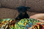 ARIQUEMES: Família oferece recompensa para localizar cachorrinha desaparecida