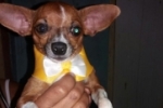 ARIQUEMES: Propriet&aacute;rios de Pinscher desaparecido oferecem recompensa para encontrar