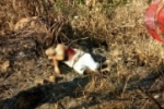 Suspeito de roubo morre após trocar tiros com a polícia em Porto Velho