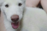 ARIQUEMES: Proprietários oferecem recompensa para localizar filhote de Husky Siberiano desaparecida no Setor 03