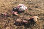 JARU: Bandidos matam e furtam a carne de mais um bovino na Linha 625