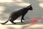 ARIQUEMES: Bombeiros resgatam gato em árvore na Praça da Vitória