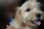 ARIQUEMES: Cachorrinha Poodle desaparece no Setor 06
