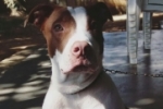 ARIQUEMES: Proprietários procuram Pit Bull desaparecida no Bairro Polo Moveleiro