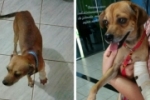 ARIQUEMES: Cachorrinho desaparece no Setor 05