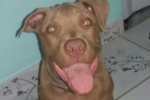 ARIQUEMES: Proprietários oferecem recompensa para encontrar Pit Bull desaparecida no Setor 02