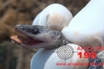 ARIQUEMES: Bombeiros capturam cobra dentro de poço no Jardim Bela Vista