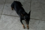 ARIQUEMES: Cachorrinha Pinscher desaparece no Setor 03